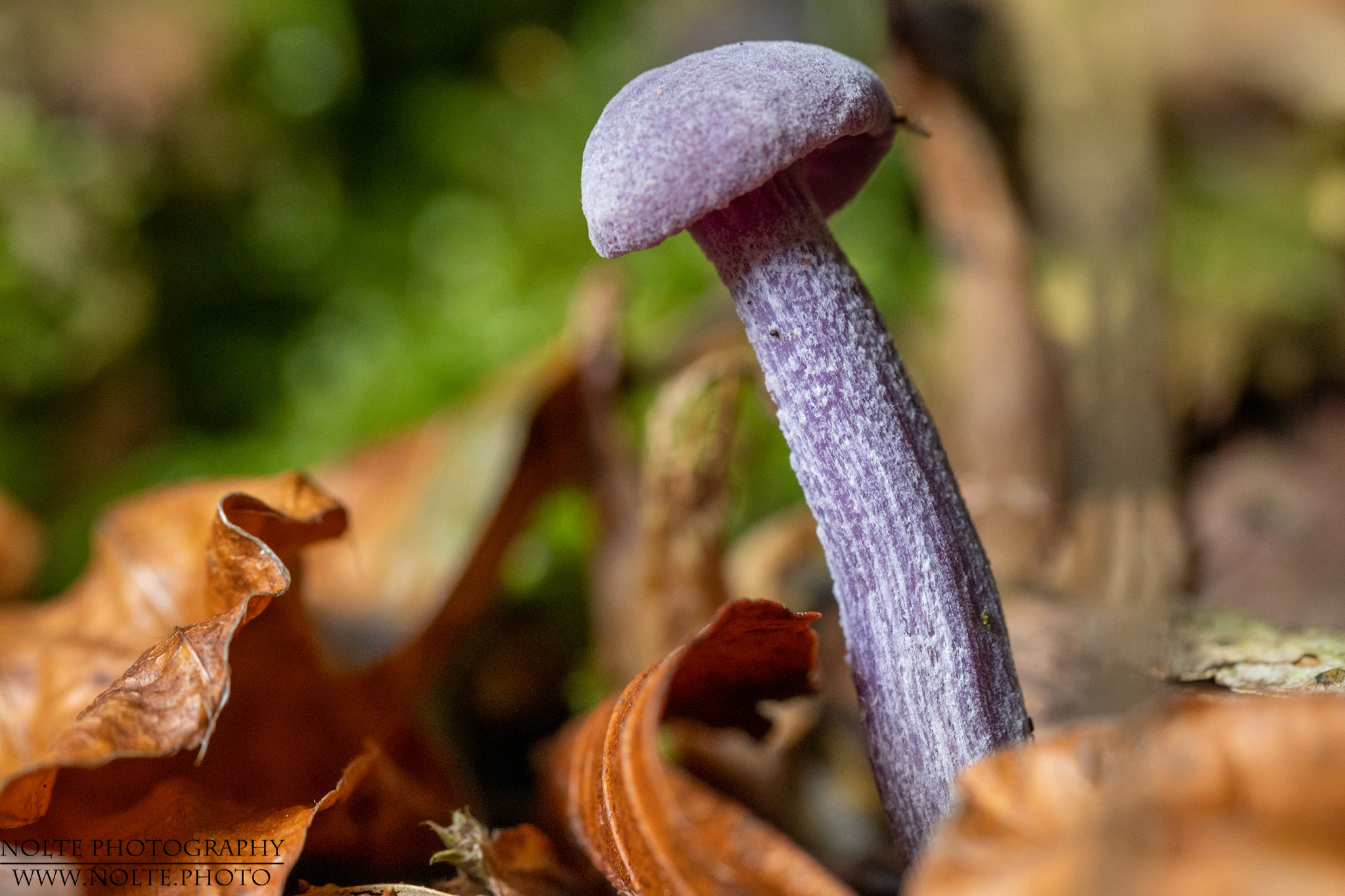 Violetter Lacktrichterling (Laccaria amethystina) im Wald